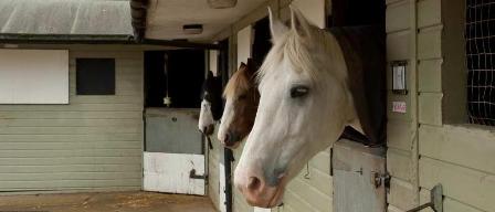 1342792899-horses_2_sml.jpg