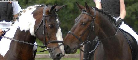 1342792924-horses_sml.jpg