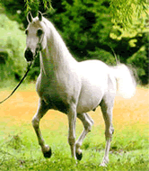 Riding holiday special offer
