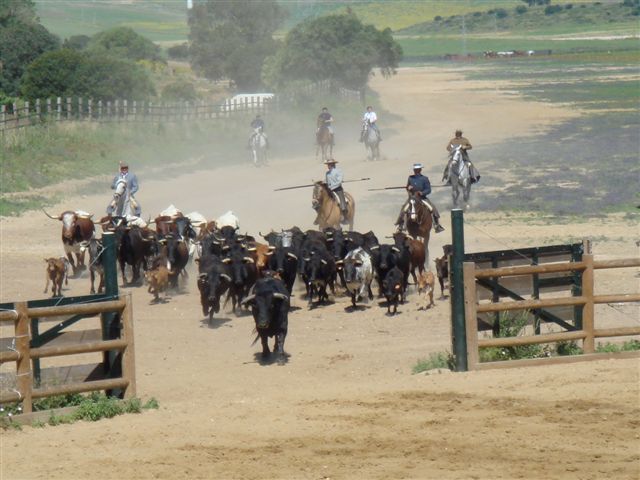 Ranch riding in Andalucia