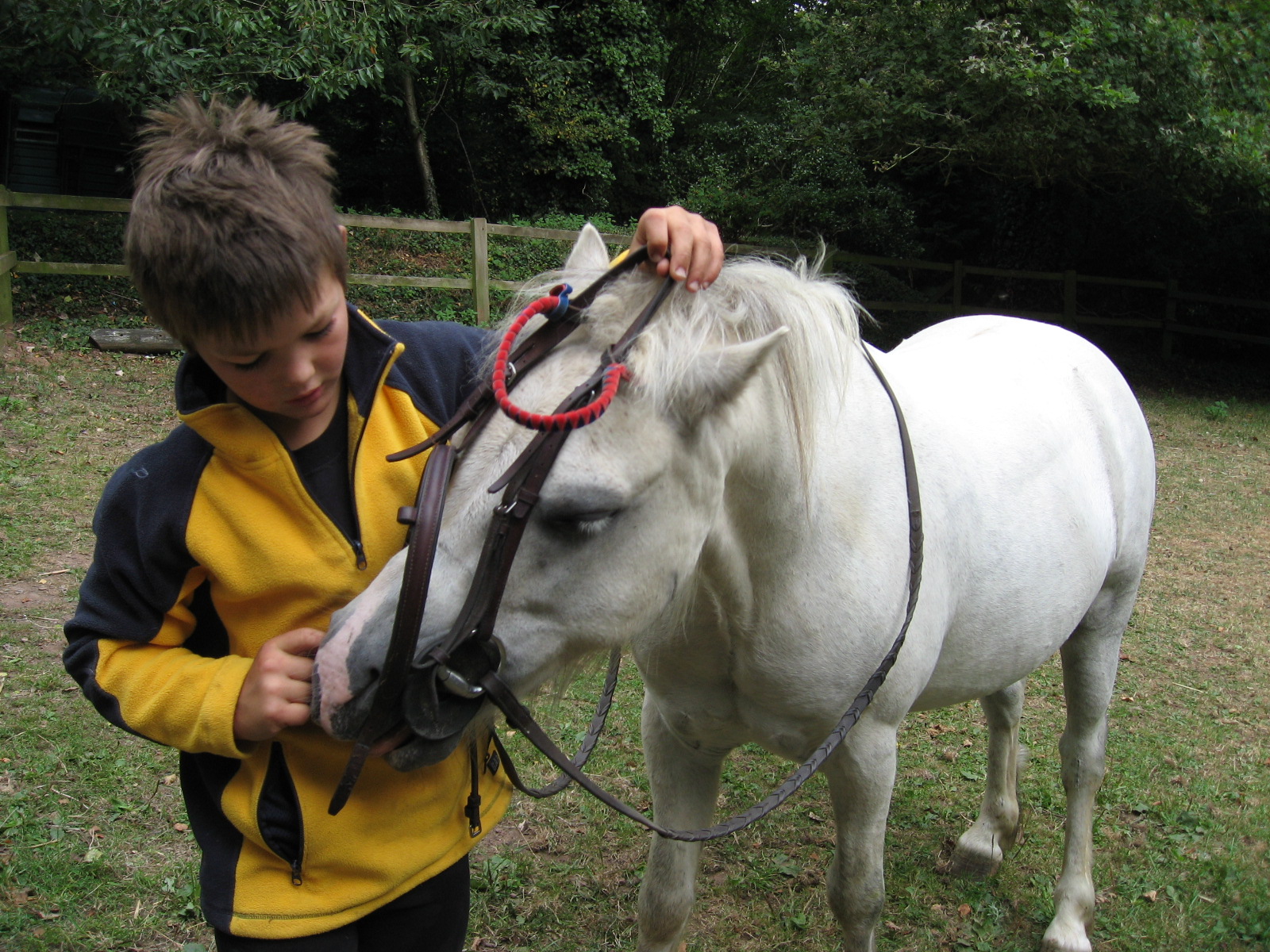 horse riding instructions