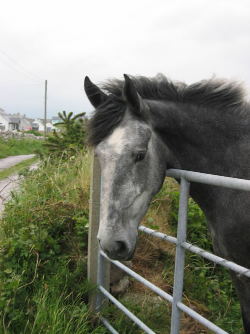 The Ring of Kerry Trail Riding Holiday 