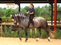 Horses, Wine and Flamenco, Jerez 