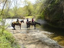 Horse riding Trail