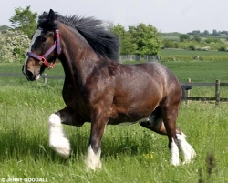 Horse Riding Weekends