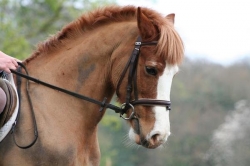 Dressage Riding Holiday Berkshire