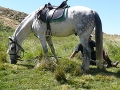 Mountain Riding Holiday & Granada for Beginners 