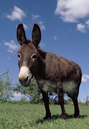 D is for Donkey