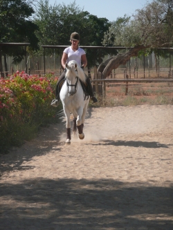 Dressage Holiday