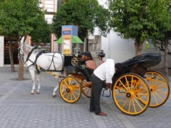 Seville Horse Feria