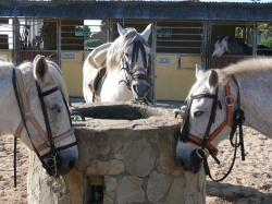 Riding Holiday