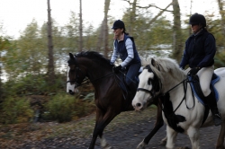 Horses and Chocolate - The Perfect Short Break | 6