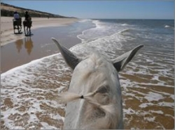 Beach Ride holiday