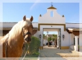 Equestrian Romance | 6