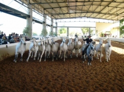 Jerez Feria 