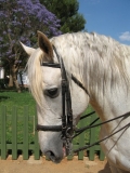 Horses | 10