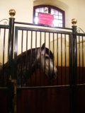 International Equestrian Tourism Conference in Jerez, Spain | 4