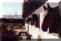 An Equestrian Interlude in Ireland | 6