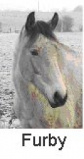 An Equestrian Interlude in Ireland | 6