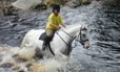 An Equestrian Interlude Ireland