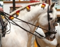 Jerez Feria | 6