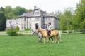 Horses | 10