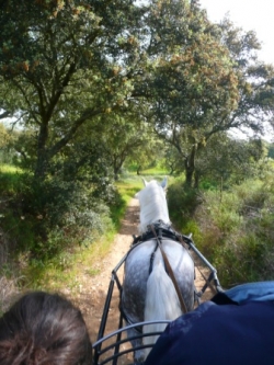 Ride Lusitano Horses | 6