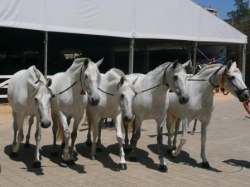 feria holiday