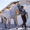 Horses | 10