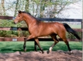 Horses | 10