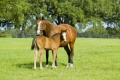 Horses | 10