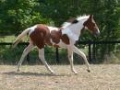 Horses | 10