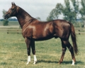 Horses | 10