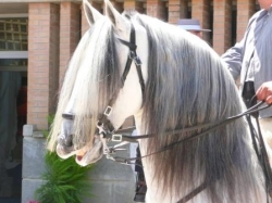 SICAB Seville feria