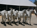 Horses, Sun and Wine | 6