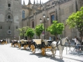 Horses, Sun and Wine | 6