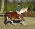 Natural Horsemanship and Psychology Course | 6