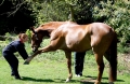 Natural Horsemanship and Psychology Course | 6