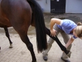 Natural Horsemanship and Psychology Course | 6