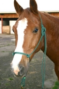 Natural Horsemanship & Psychology Course | 6