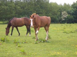 Horse Riding Holiday in UK