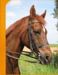 Epona trail riding and training Spain | 9