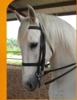 Riding Holidays