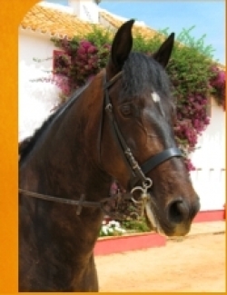 Riding Holidays with Training