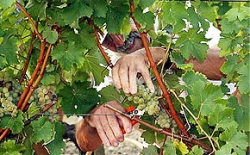 Horses wine