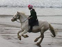Galloping along the beach