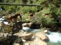 Horse Holiday Peru