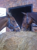 Forest Log Cabin Riding Holiday 1wk fm £585pp