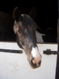 Family & Childrens Horse Riding Holiday 4 nts fm £375pp 