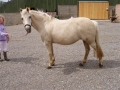 Pony Trekking & Instruction Yorkshire fm £335 pp